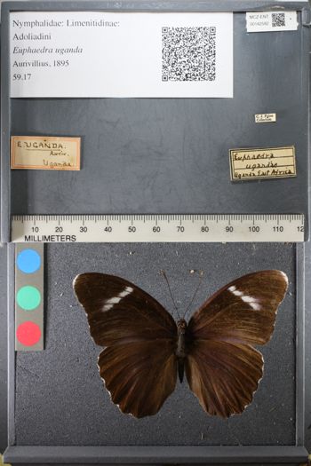 Media type: image;   Entomology 142582